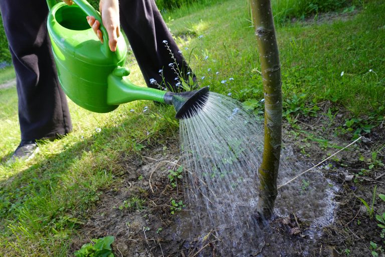Schülerin gießt Baum